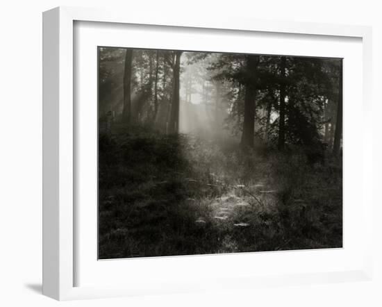 Light Shining Through Trees in Forest-Fay Godwin-Framed Giclee Print