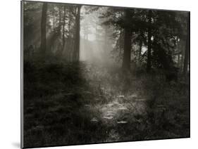 Light Shining Through Trees in Forest-Fay Godwin-Mounted Giclee Print