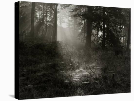 Light Shining Through Trees in Forest-Fay Godwin-Stretched Canvas