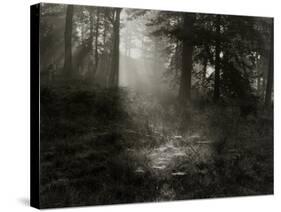 Light Shining Through Trees in Forest-Fay Godwin-Stretched Canvas