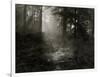 Light Shining Through Trees in Forest-Fay Godwin-Framed Giclee Print