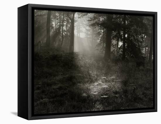 Light Shining Through Trees in Forest-Fay Godwin-Framed Stretched Canvas
