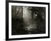 Light Shining Through Trees in Forest-Fay Godwin-Framed Giclee Print