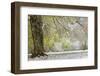 Light snow on overhanging branches in early spring, Louisville, Kentucky-Adam Jones-Framed Photographic Print