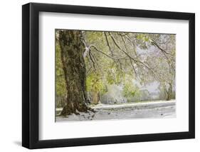 Light snow on overhanging branches in early spring, Louisville, Kentucky-Adam Jones-Framed Photographic Print