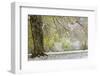 Light snow on overhanging branches in early spring, Louisville, Kentucky-Adam Jones-Framed Photographic Print