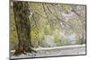 Light snow on overhanging branches in early spring, Louisville, Kentucky-Adam Jones-Mounted Photographic Print