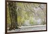 Light snow on overhanging branches in early spring, Louisville, Kentucky-Adam Jones-Framed Photographic Print