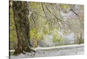 Light snow on overhanging branches in early spring, Louisville, Kentucky-Adam Jones-Stretched Canvas