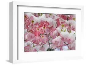 Light snow on pink dogwood tree in early spring, Louisville, Kentucky-Adam Jones-Framed Photographic Print