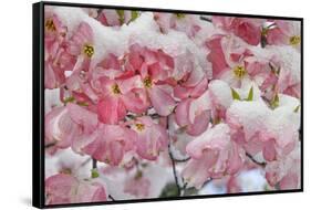 Light snow on pink dogwood tree in early spring, Louisville, Kentucky-Adam Jones-Framed Stretched Canvas