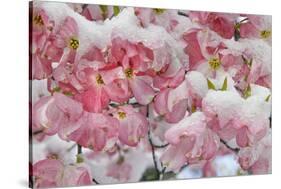 Light snow on pink dogwood tree in early spring, Louisville, Kentucky-Adam Jones-Stretched Canvas