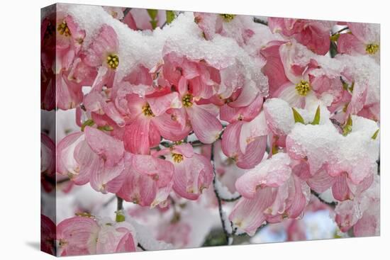 Light snow on pink dogwood tree in early spring, Louisville, Kentucky-Adam Jones-Stretched Canvas