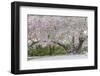 Light snow on pink dogwood tree in early spring, Louisville, Kentucky-Adam Jones-Framed Photographic Print