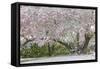 Light snow on pink dogwood tree in early spring, Louisville, Kentucky-Adam Jones-Framed Stretched Canvas