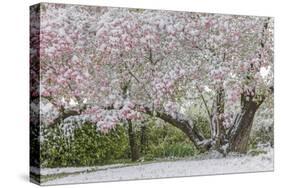 Light snow on pink dogwood tree in early spring, Louisville, Kentucky-Adam Jones-Stretched Canvas