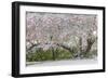 Light snow on pink dogwood tree in early spring, Louisville, Kentucky-Adam Jones-Framed Photographic Print