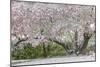 Light snow on pink dogwood tree in early spring, Louisville, Kentucky-Adam Jones-Mounted Photographic Print