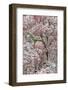 Light snow on pink dogwood tree in early spring, Louisville, Kentucky-Adam Jones-Framed Photographic Print