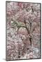 Light snow on pink dogwood tree in early spring, Louisville, Kentucky-Adam Jones-Mounted Photographic Print