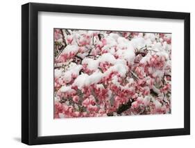 Light snow on pink dogwood tree in early spring, Louisville, Kentucky-Adam Jones-Framed Photographic Print