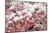 Light snow on pink dogwood tree in early spring, Louisville, Kentucky-Adam Jones-Mounted Photographic Print