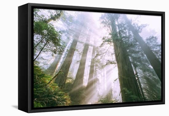 Light Source, Del Norte Coast Redwoods, California Coast, Humboldt-Vincent James-Framed Stretched Canvas