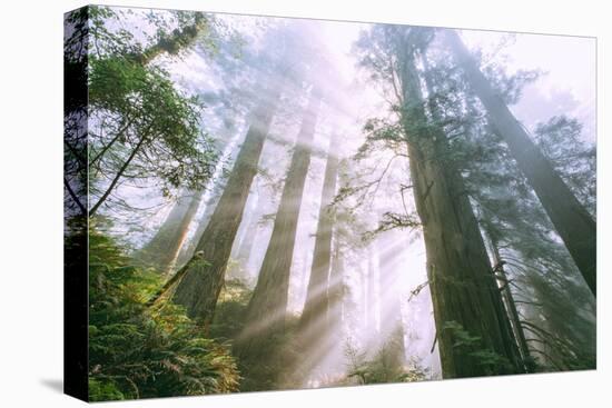 Light Source, Del Norte Coast Redwoods, California Coast, Humboldt-Vincent James-Stretched Canvas