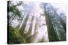 Light Source, Del Norte Coast Redwoods, California Coast, Humboldt-Vincent James-Stretched Canvas