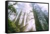 Light Source, Del Norte Coast Redwoods, California Coast, Humboldt-Vincent James-Framed Stretched Canvas