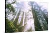 Light Source, Del Norte Coast Redwoods, California Coast, Humboldt-Vincent James-Stretched Canvas