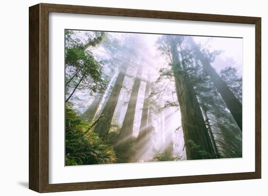 Light Source, Del Norte Coast Redwoods, California Coast, Humboldt-Vincent James-Framed Photographic Print