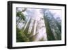 Light Source, Del Norte Coast Redwoods, California Coast, Humboldt-Vincent James-Framed Photographic Print