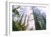 Light Source, Del Norte Coast Redwoods, California Coast, Humboldt-Vincent James-Framed Photographic Print