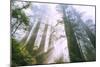 Light Source, Del Norte Coast Redwoods, California Coast, Humboldt-Vincent James-Mounted Photographic Print