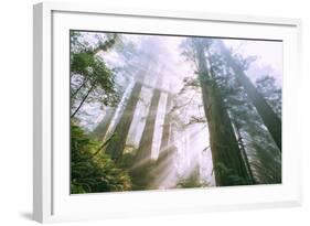 Light Source, Del Norte Coast Redwoods, California Coast, Humboldt-Vincent James-Framed Photographic Print