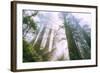 Light Source, Del Norte Coast Redwoods, California Coast, Humboldt-Vincent James-Framed Photographic Print