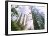 Light Source, Del Norte Coast Redwoods, California Coast, Humboldt-Vincent James-Framed Photographic Print