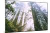 Light Source, Del Norte Coast Redwoods, California Coast, Humboldt-Vincent James-Mounted Photographic Print