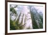 Light Source, Del Norte Coast Redwoods, California Coast, Humboldt-Vincent James-Framed Photographic Print