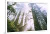 Light Source, Del Norte Coast Redwoods, California Coast, Humboldt-Vincent James-Framed Photographic Print