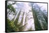 Light Source, Del Norte Coast Redwoods, California Coast, Humboldt-Vincent James-Framed Stretched Canvas