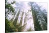 Light Source, Del Norte Coast Redwoods, California Coast, Humboldt-Vincent James-Stretched Canvas