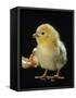 Light Sussex Hen Chick-Jane Burton-Framed Stretched Canvas