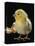 Light Sussex Hen Chick-Jane Burton-Stretched Canvas