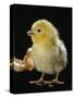 Light Sussex Hen Chick-Jane Burton-Stretched Canvas