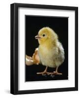 Light Sussex Hen Chick-Jane Burton-Framed Premium Photographic Print