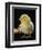 Light Sussex Hen Chick-Jane Burton-Framed Premium Photographic Print