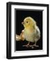 Light Sussex Hen Chick-Jane Burton-Framed Premium Photographic Print