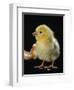 Light Sussex Hen Chick-Jane Burton-Framed Premium Photographic Print